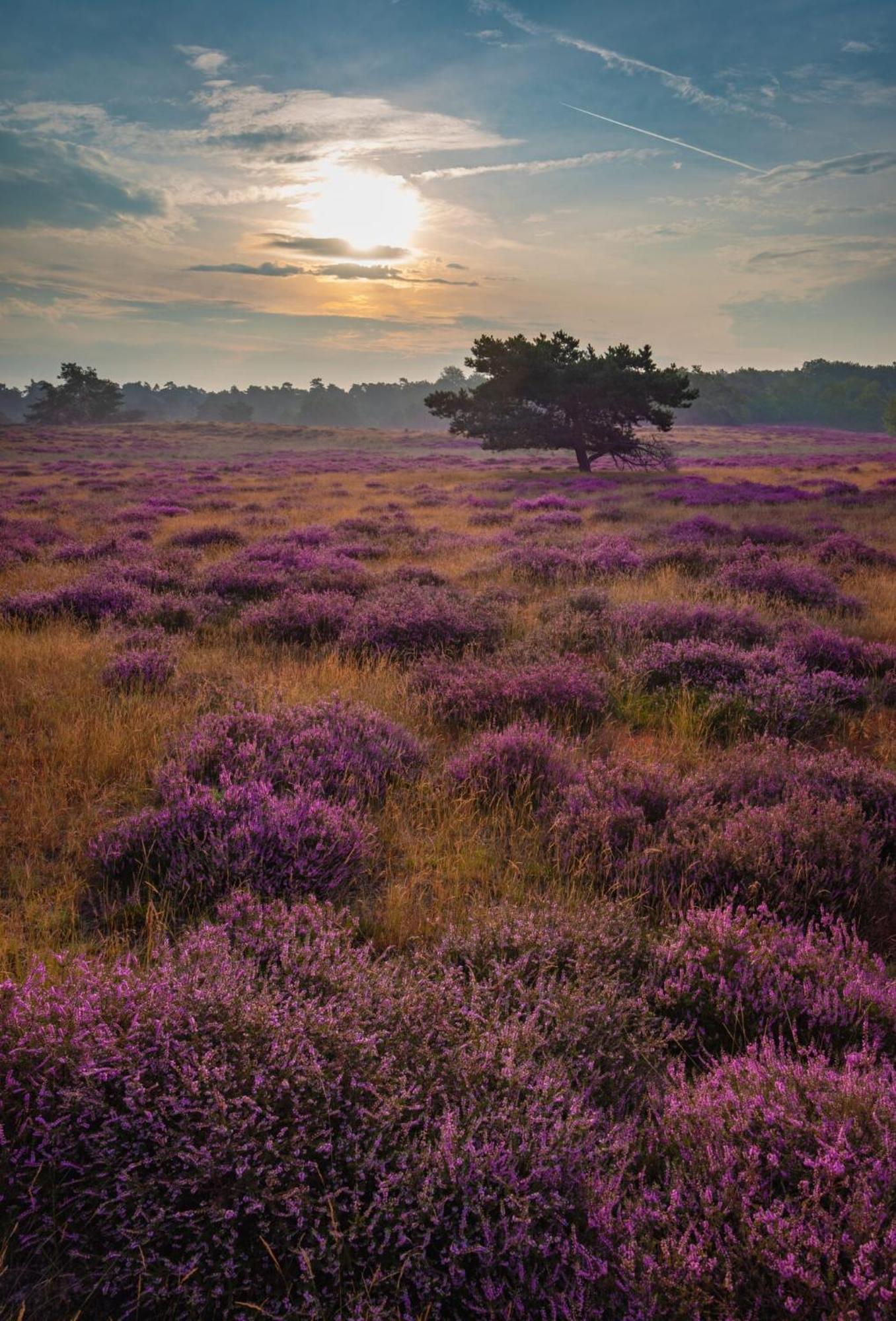 Vakantiehuis Vliegend Hert Veluwe Nunspeet Eksteriør billede
